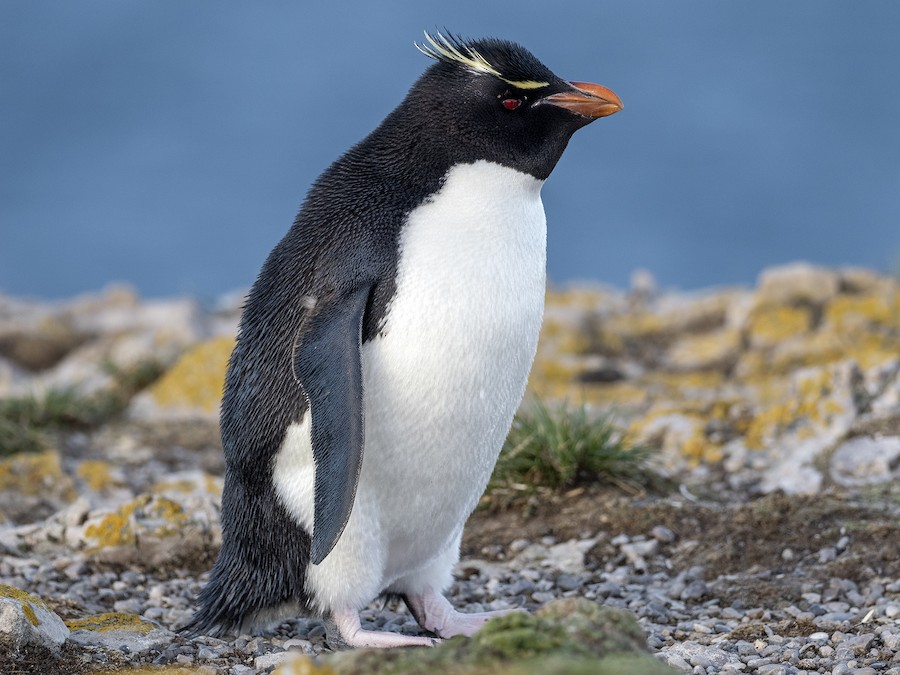 Eastern Rockhopper Penguin Rockhopper Penguins Are Losing Ground