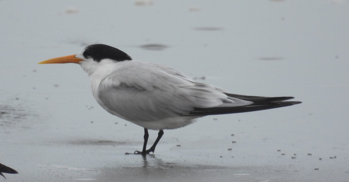 Elegant Tern - ML612763874