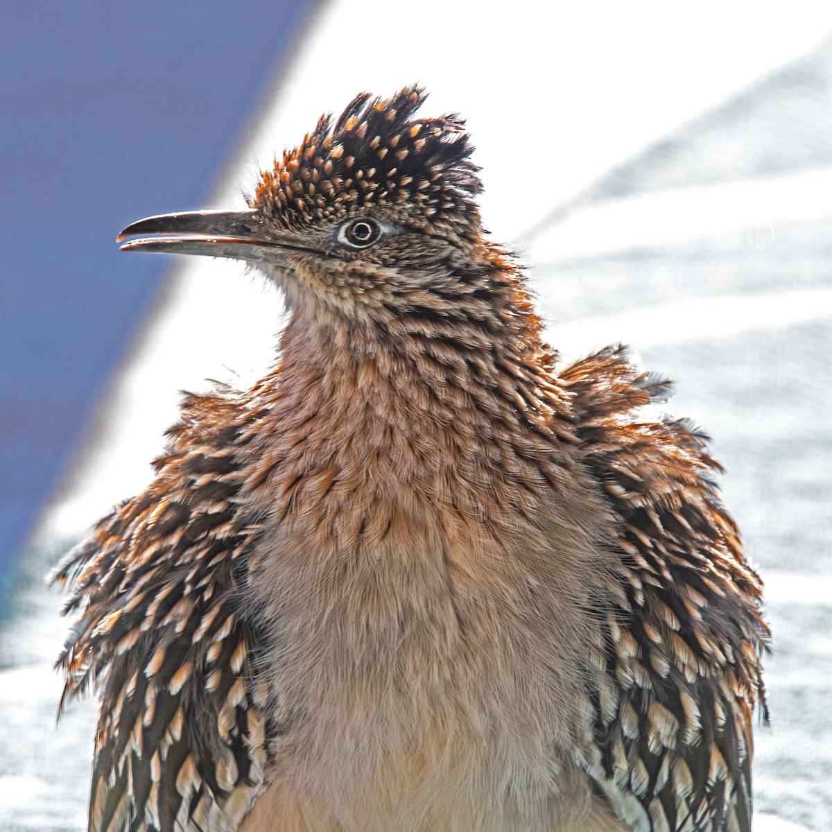 Greater Roadrunner - ML612763948