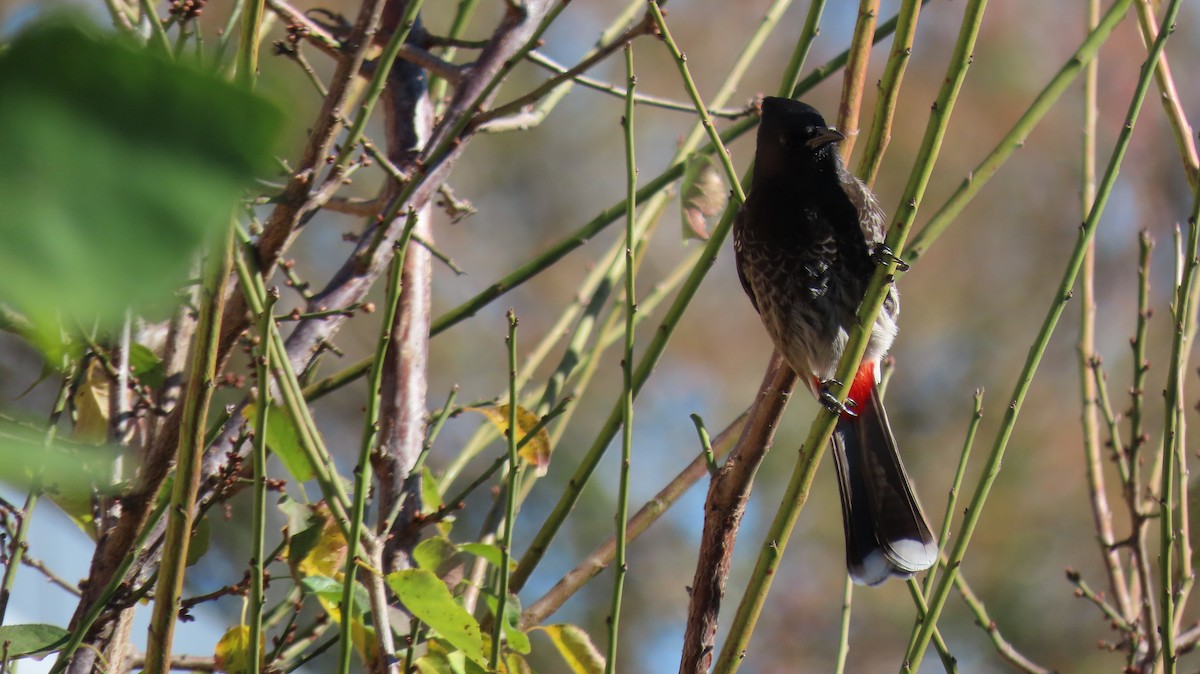 Bulbul à ventre rouge - ML612763966