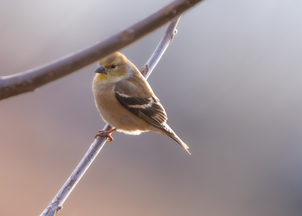 American Goldfinch - Dori Eldridge