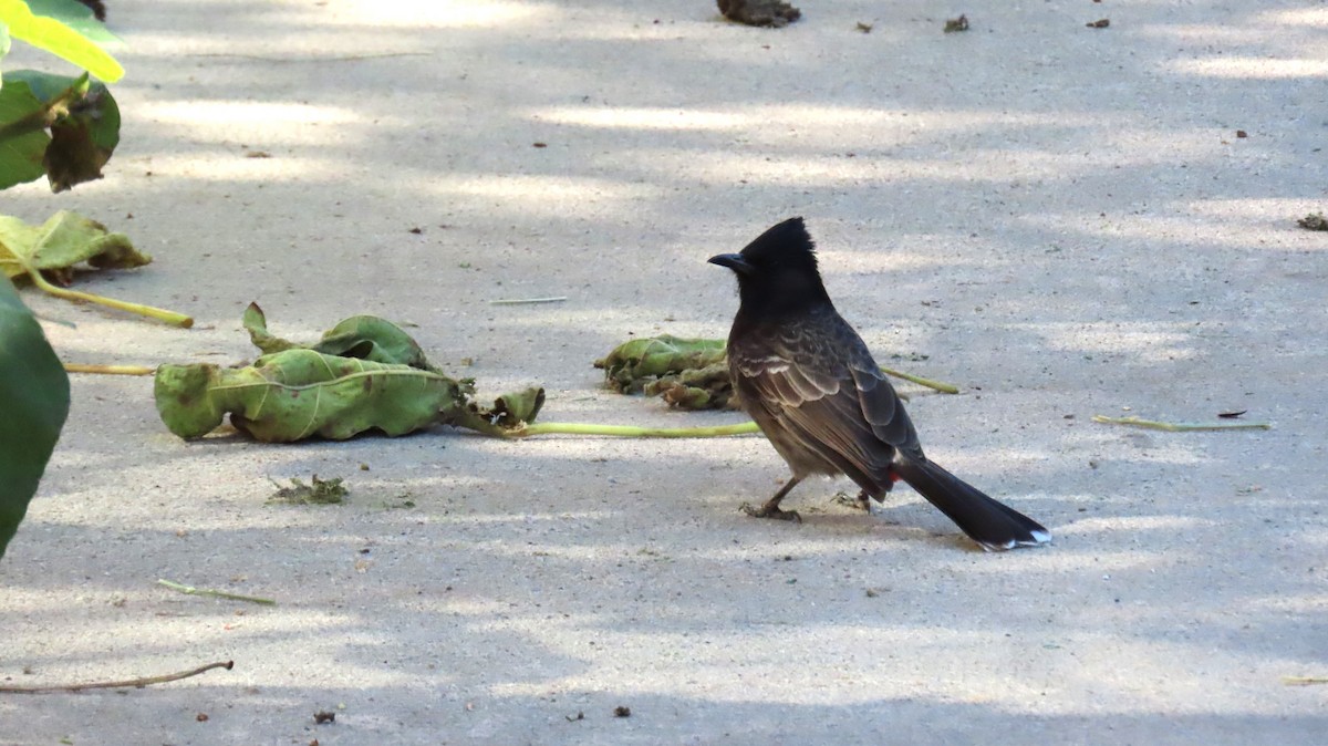 Red-vented Bulbul - ML612763996