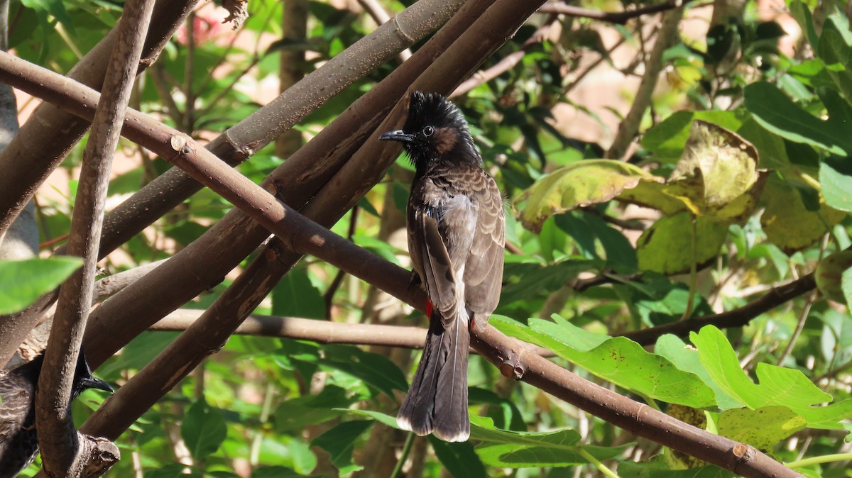 Bulbul à ventre rouge - ML612763997