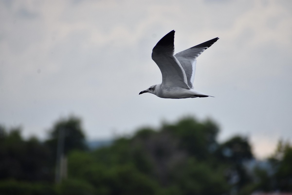 Gaviota Guanaguanare - ML612764043