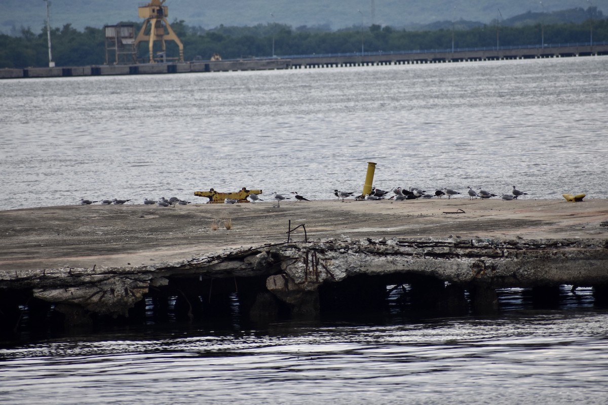 Gaviota Guanaguanare - ML612764046