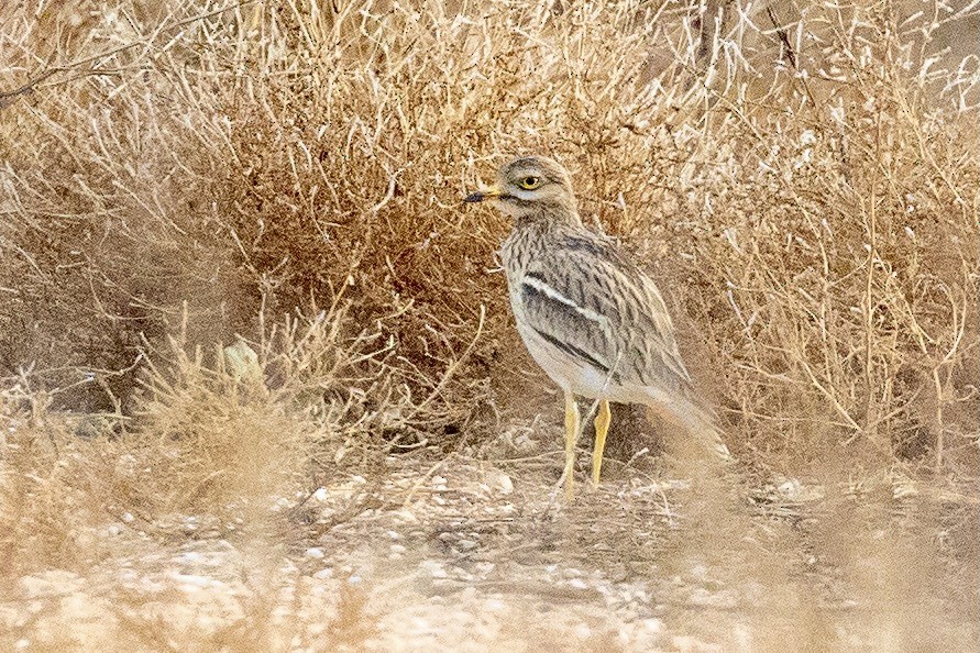 Eurasian Thick-knee - ML612764058