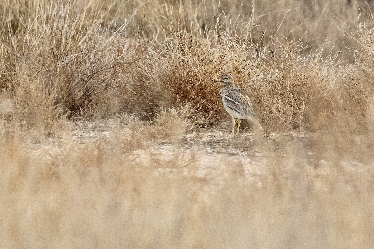 Eurasian Thick-knee - Antonio M Abella