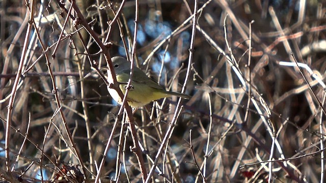 Orange-crowned Warbler - ML612764090