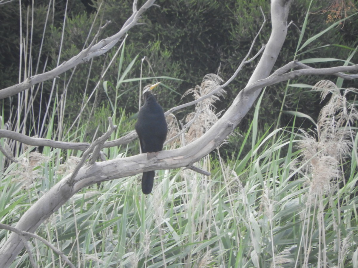 anhinga australská - ML612764148