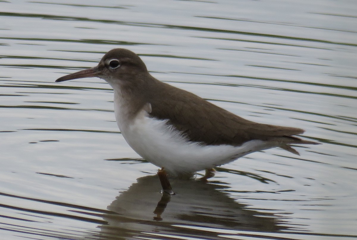 Spotted Sandpiper - ML612764193