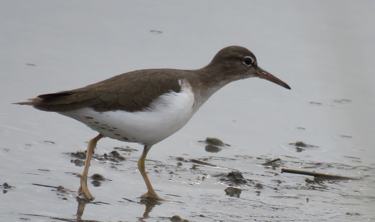 Spotted Sandpiper - ML612764252