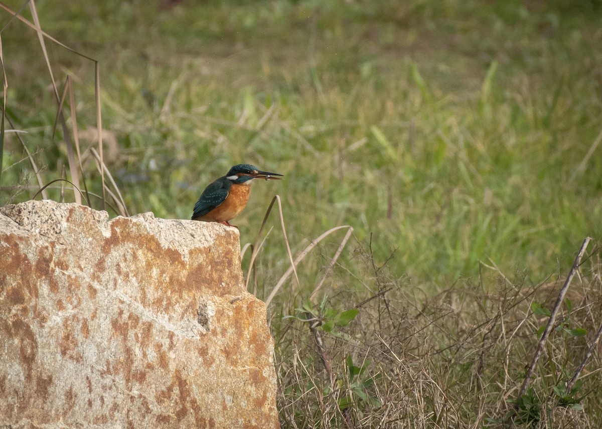 Common Kingfisher - ML612764286