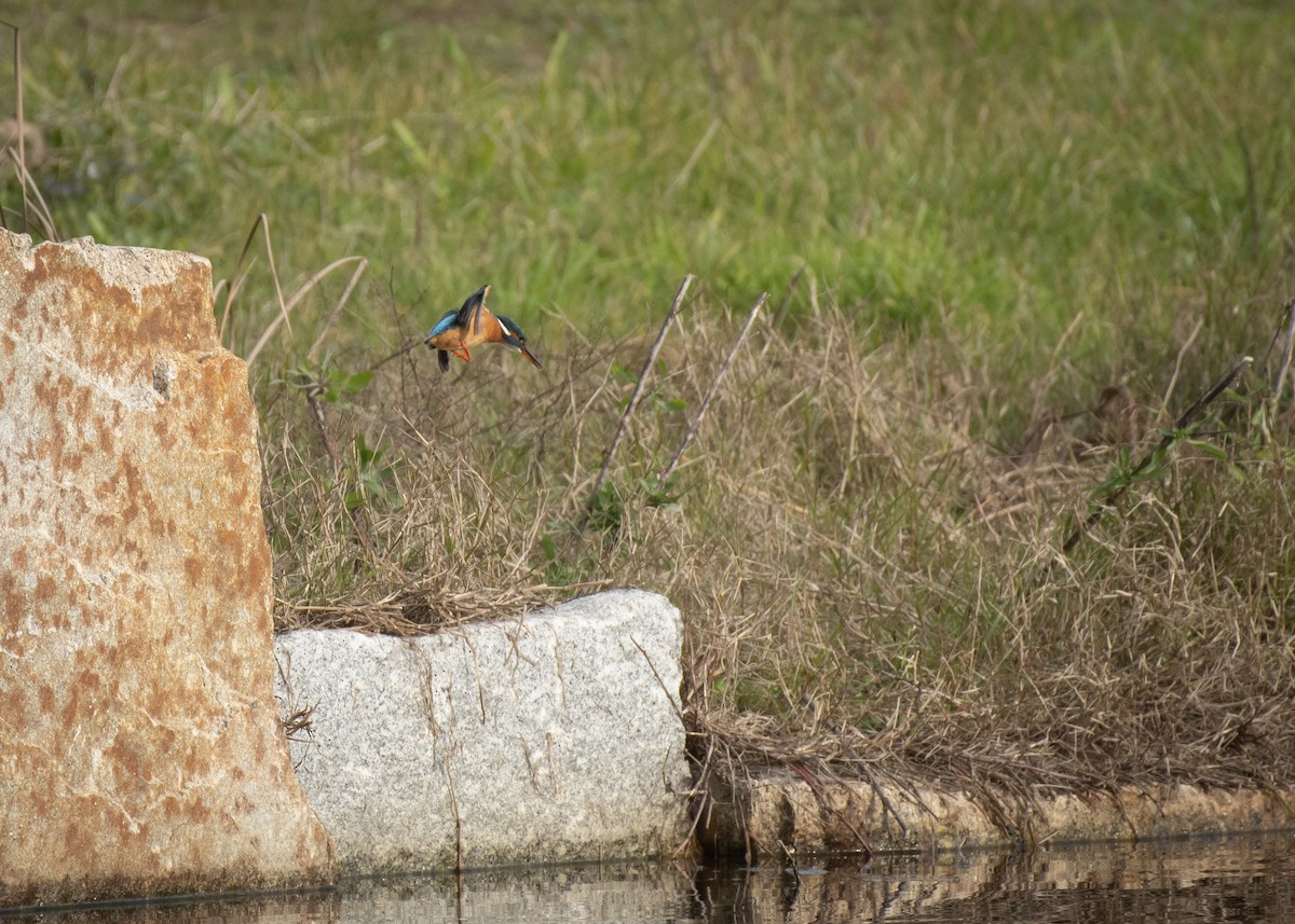 Common Kingfisher - Filipe Leitão