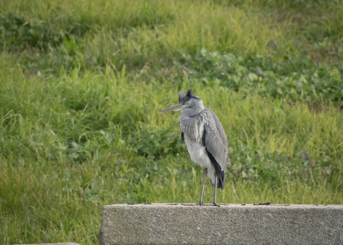 Gray Heron - Filipe Leitão