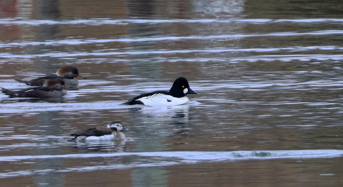 Common Goldeneye - ML612764306