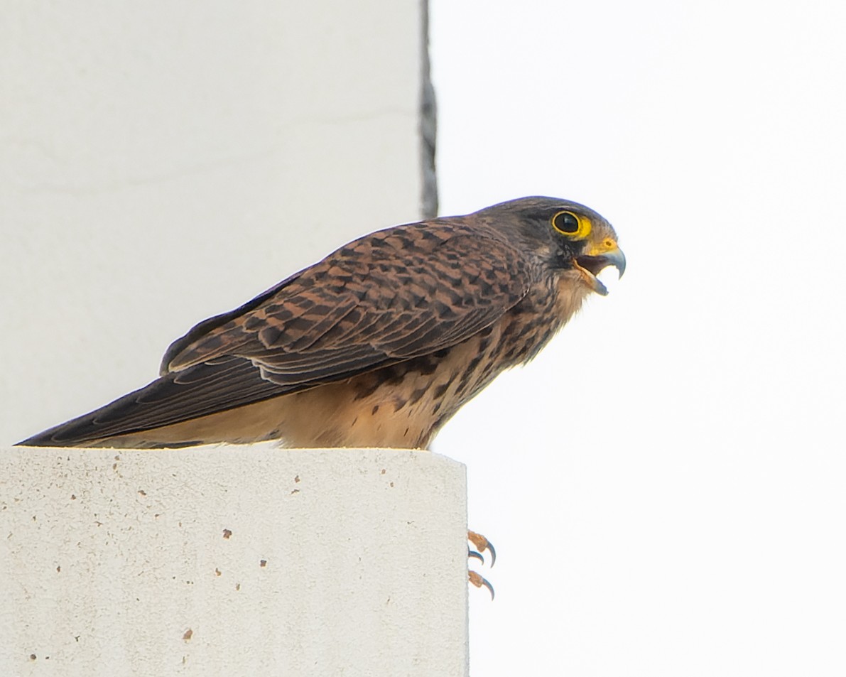 Eurasian Kestrel (Rufescent) - Magnus Andersson