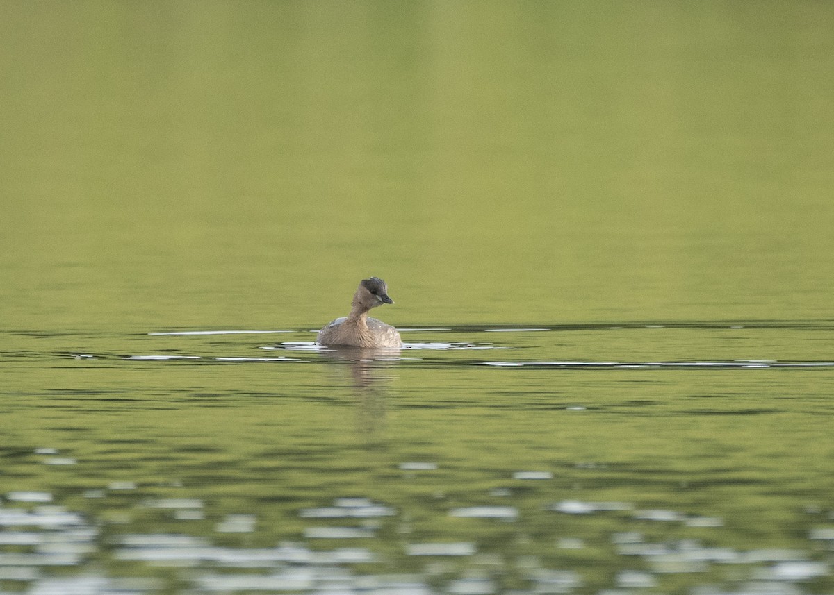 Little Grebe - Filipe Leitão