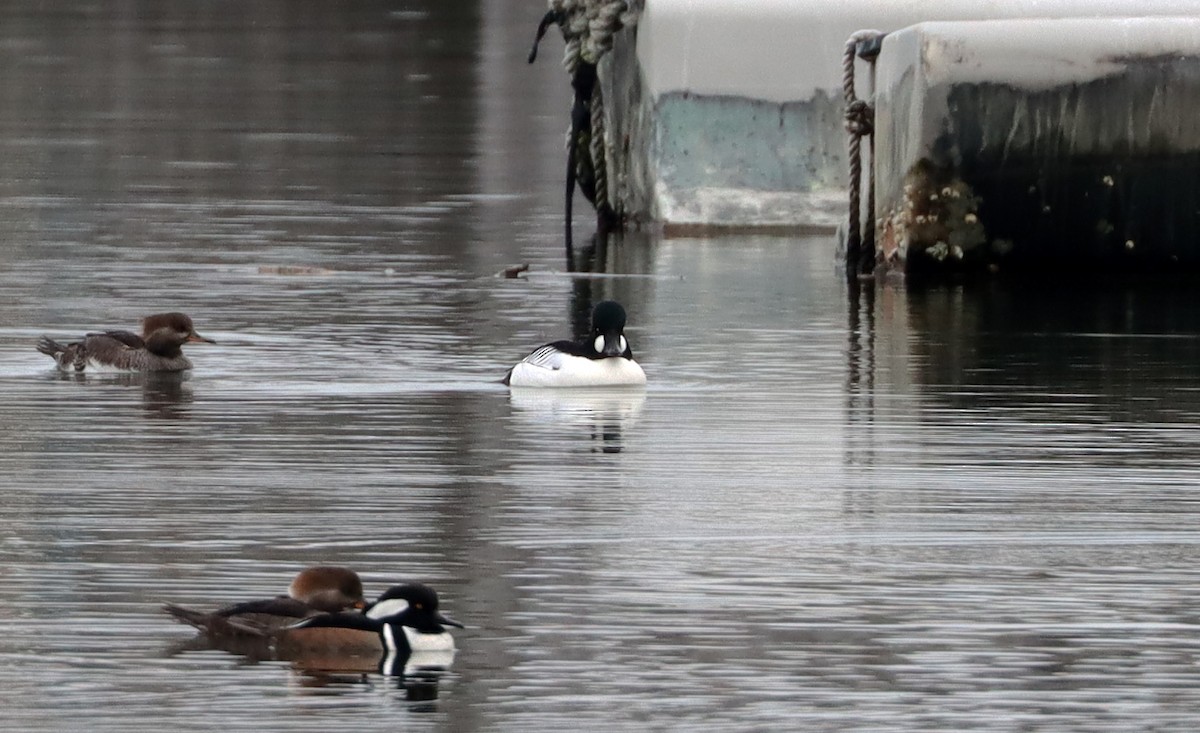 Common Goldeneye - ML612764345