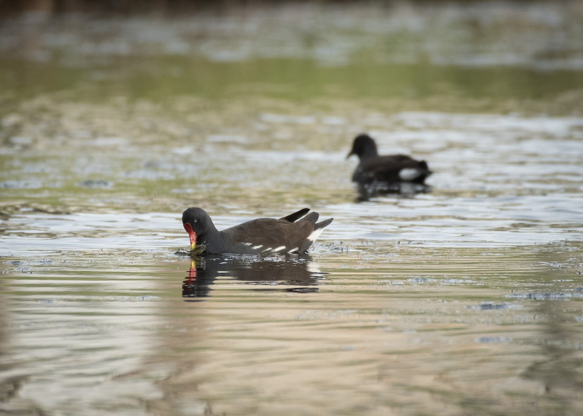 Eurasian Moorhen - Filipe Leitão