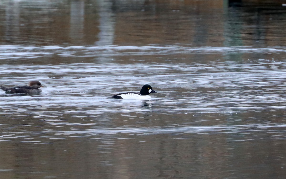 Common Goldeneye - ML612764365