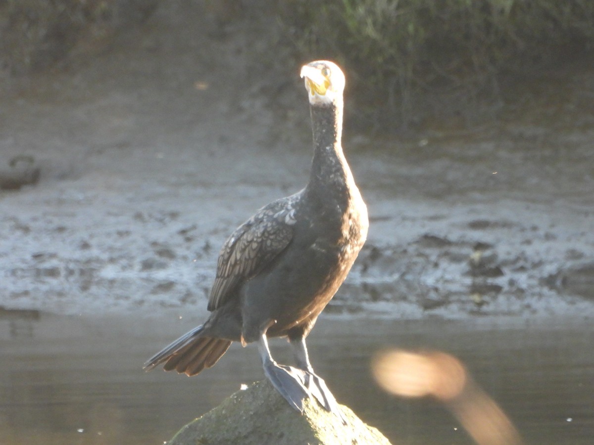 Cormorán Grande - ML612764398