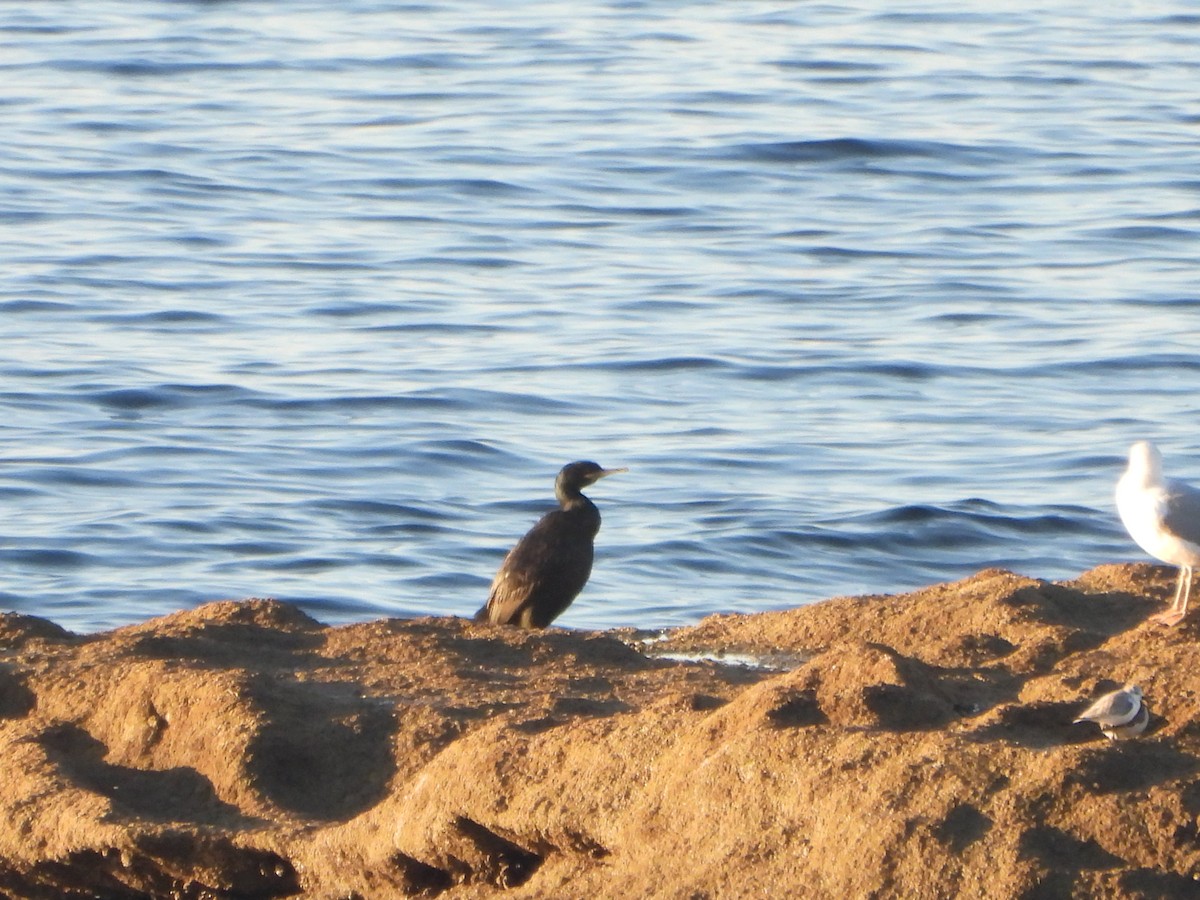 Cormorán Moñudo - ML612764400