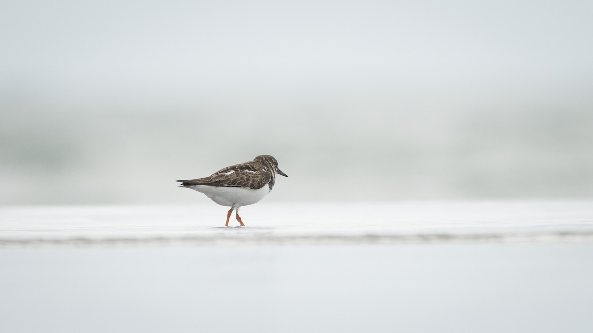 Ruddy Turnstone - Filipe Leitão