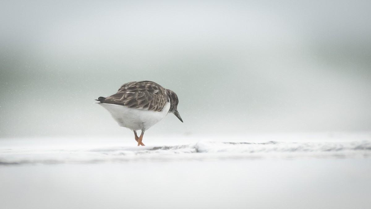 Ruddy Turnstone - Filipe Leitão