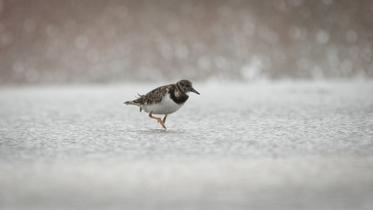 Ruddy Turnstone - Filipe Leitão