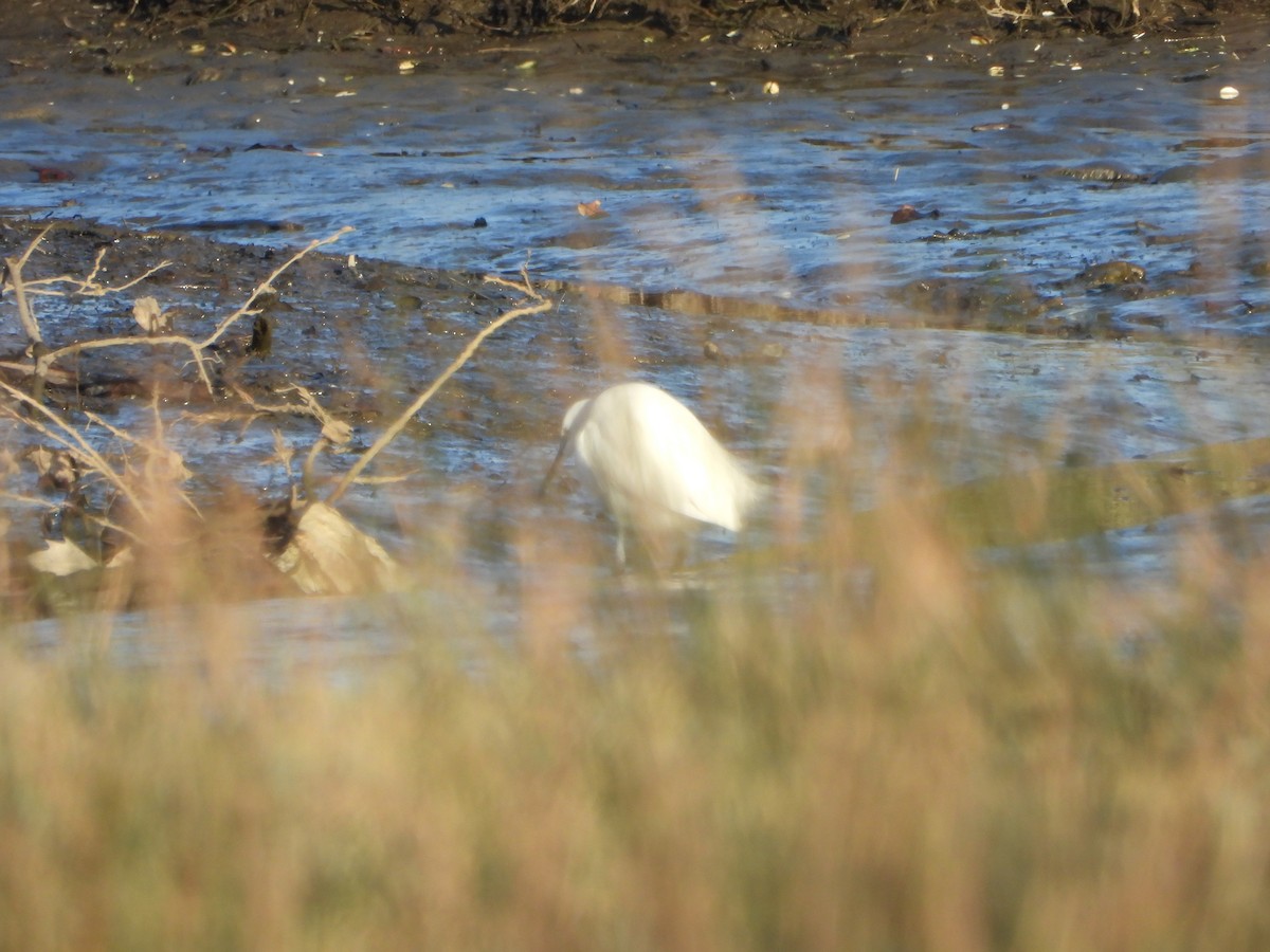 Garceta Común - ML612764413