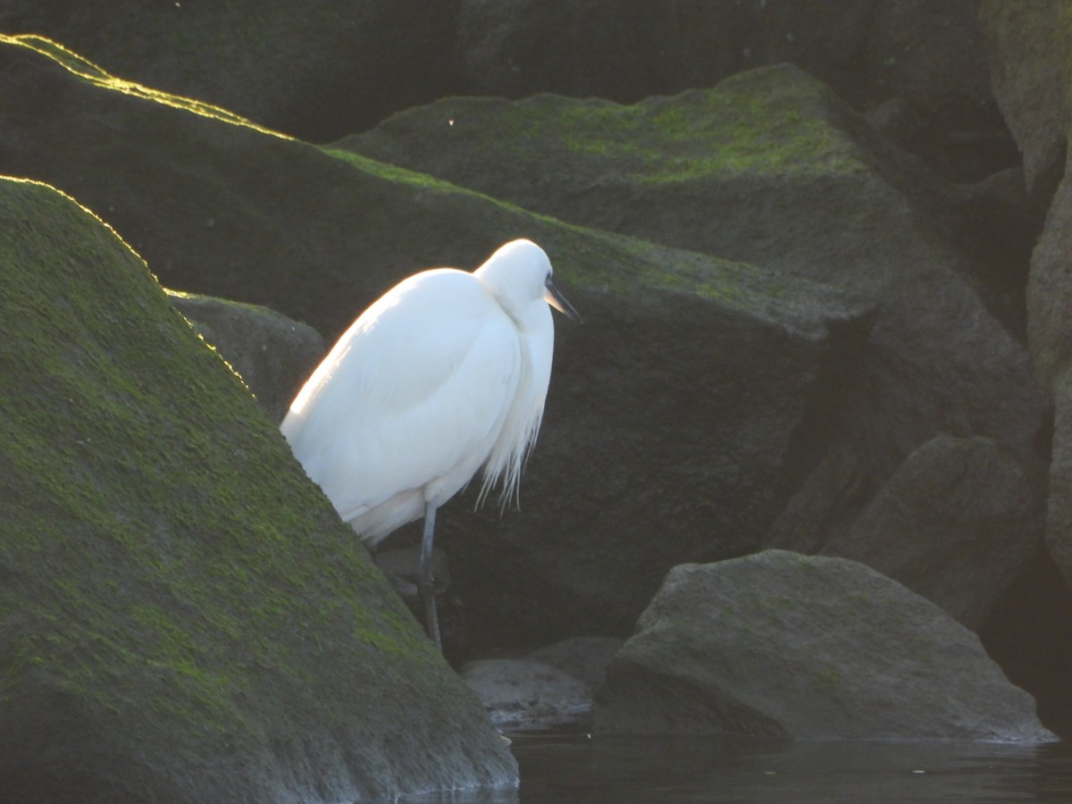 Garceta Común - ML612764414