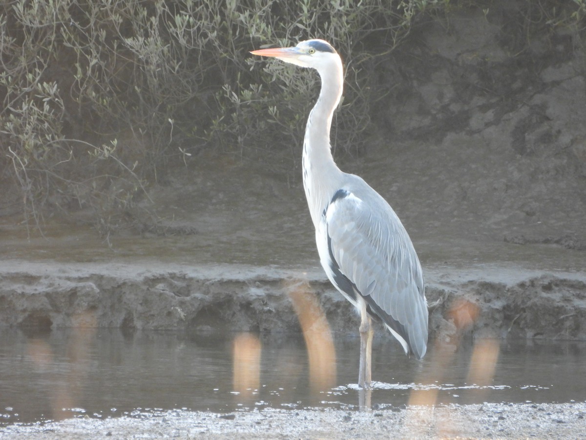 Garza Real - ML612764422