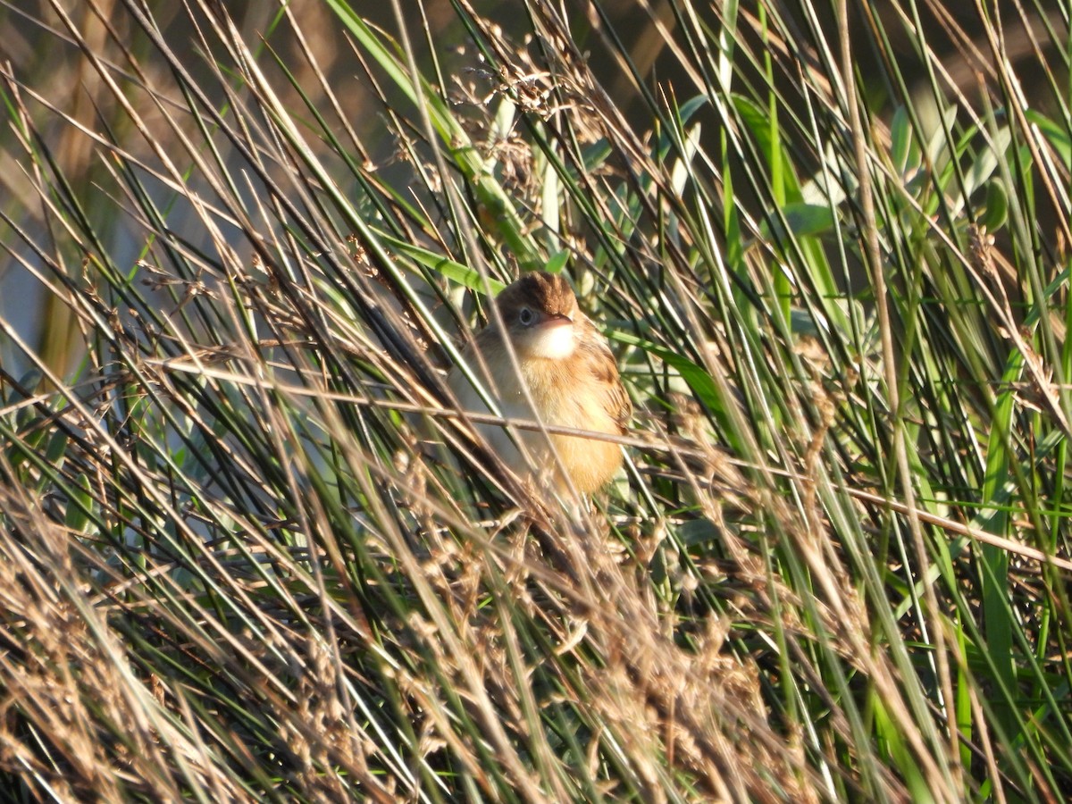 Cistícola Buitrón - ML612764431