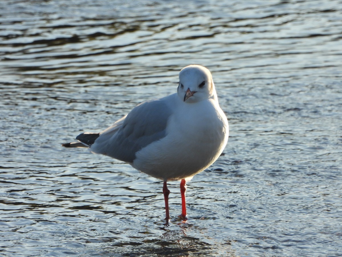Gaviota Reidora - ML612764436