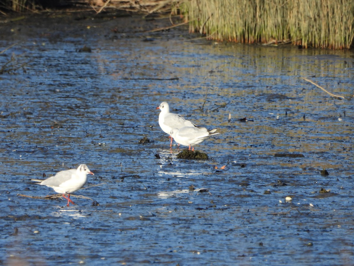 Gaviota Cabecinegra - ML612764458