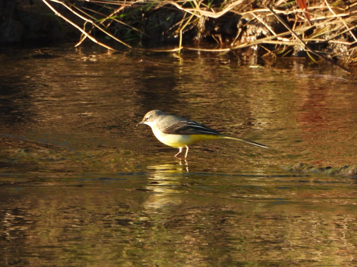 Lavandera Cascadeña - ML612764478