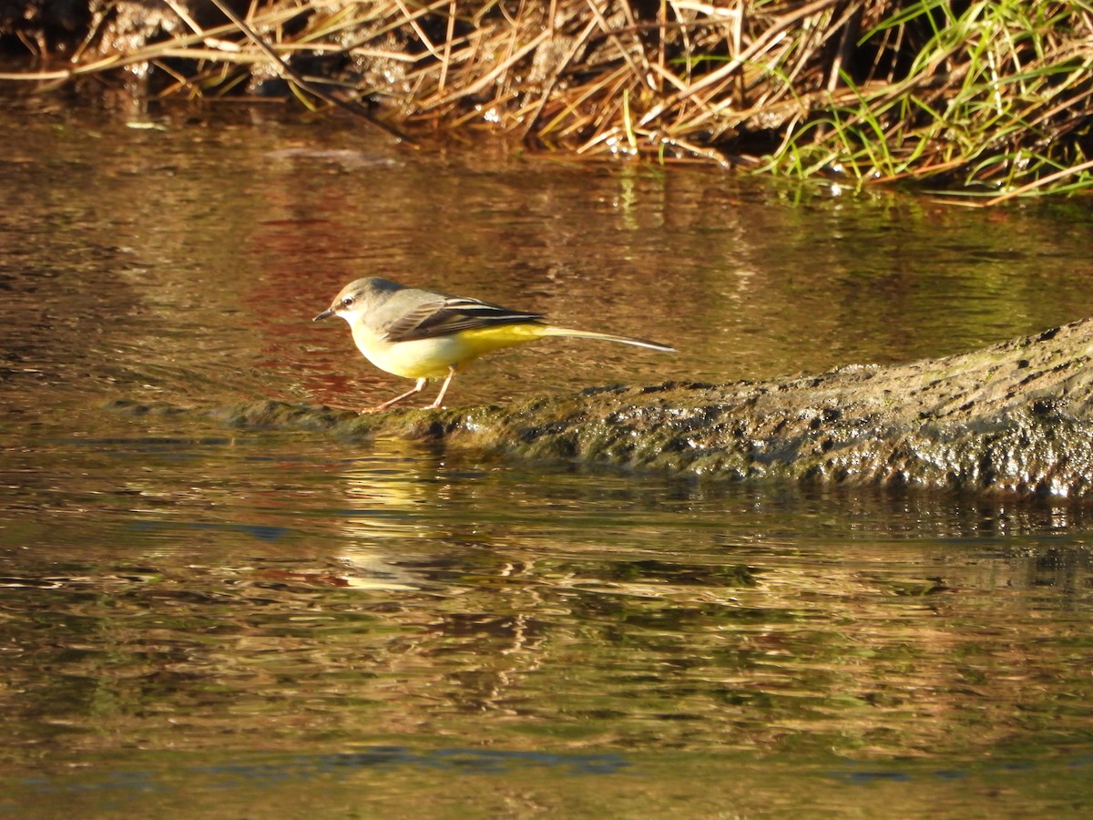 Lavandera Cascadeña - ML612764479
