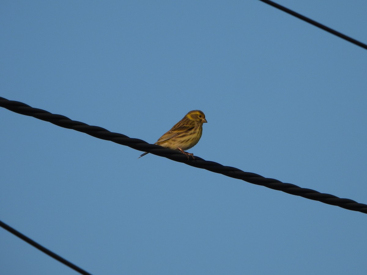 Serín Verdecillo - ML612764494