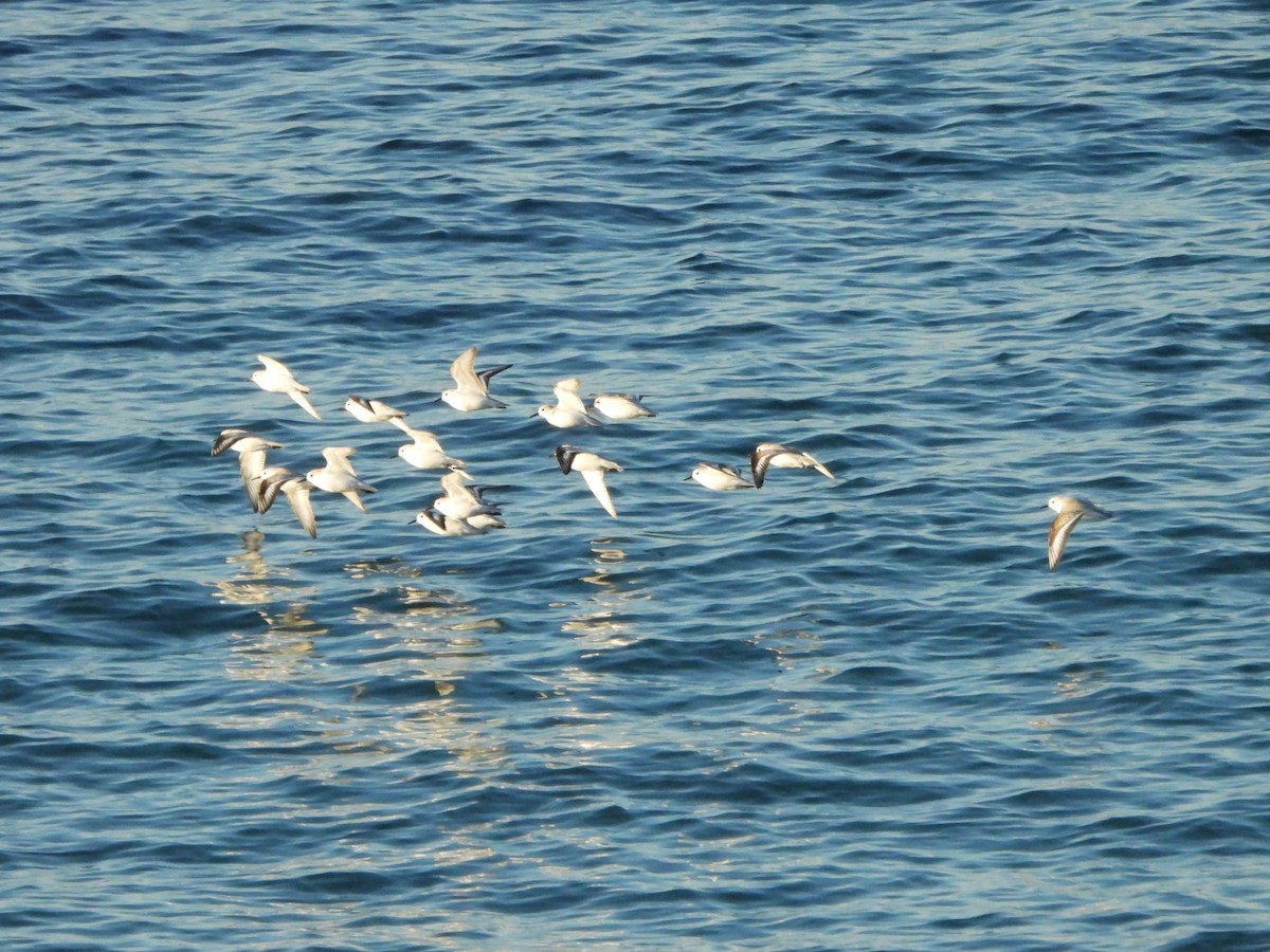 Correlimos Tridáctilo - ML612764532