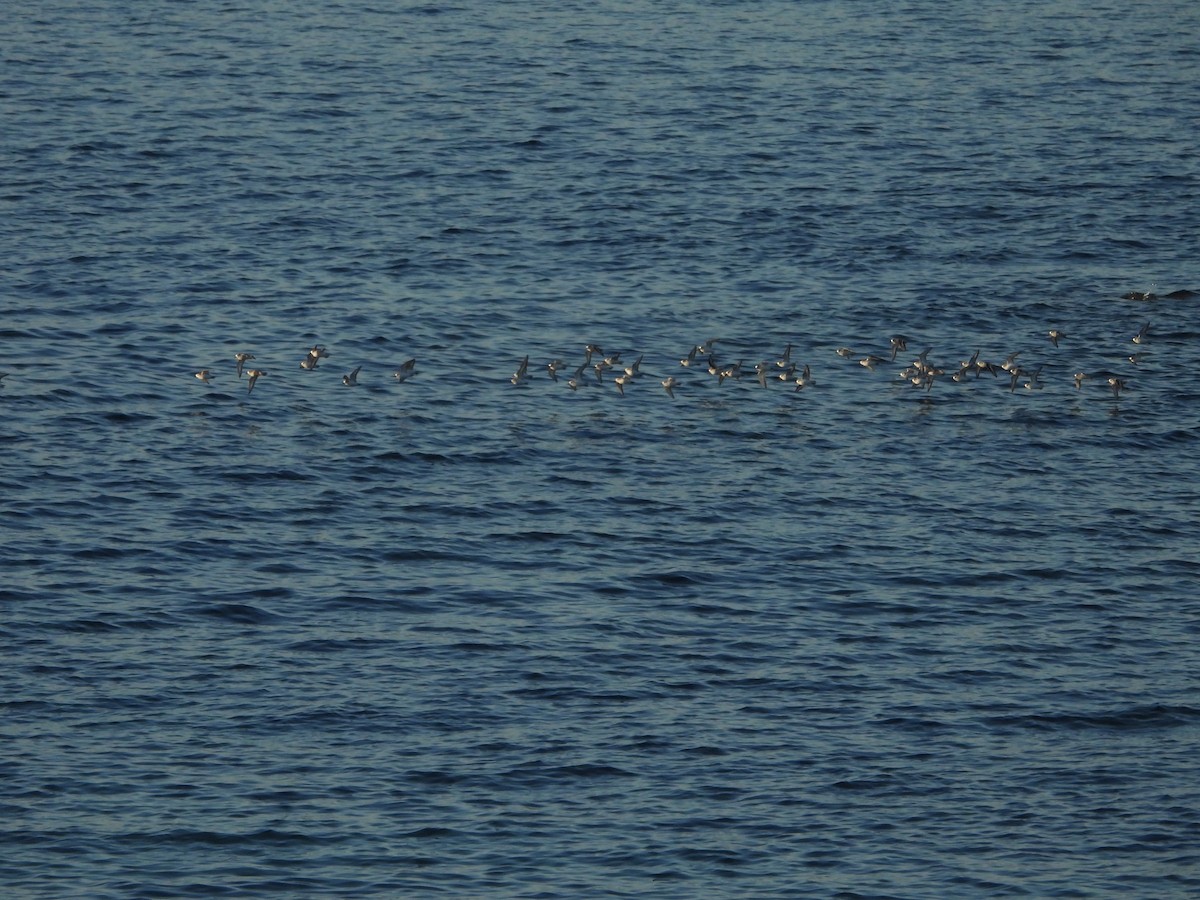 Correlimos Tridáctilo - ML612764533