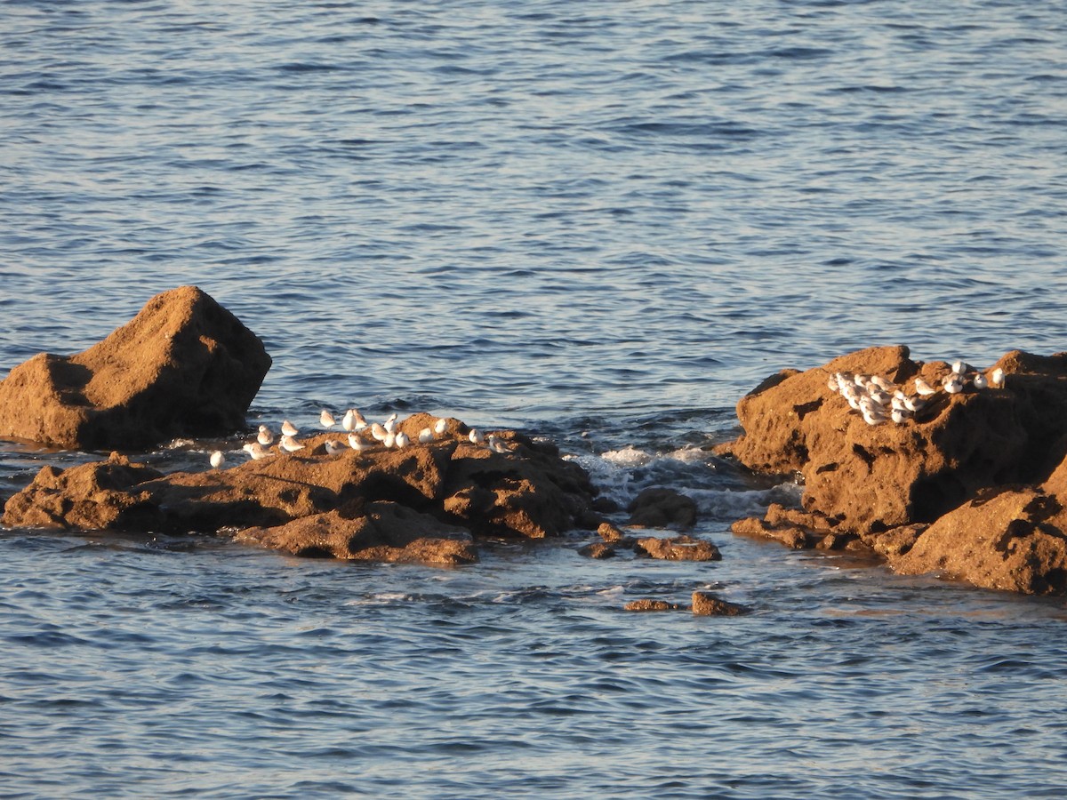 Correlimos Tridáctilo - ML612764534