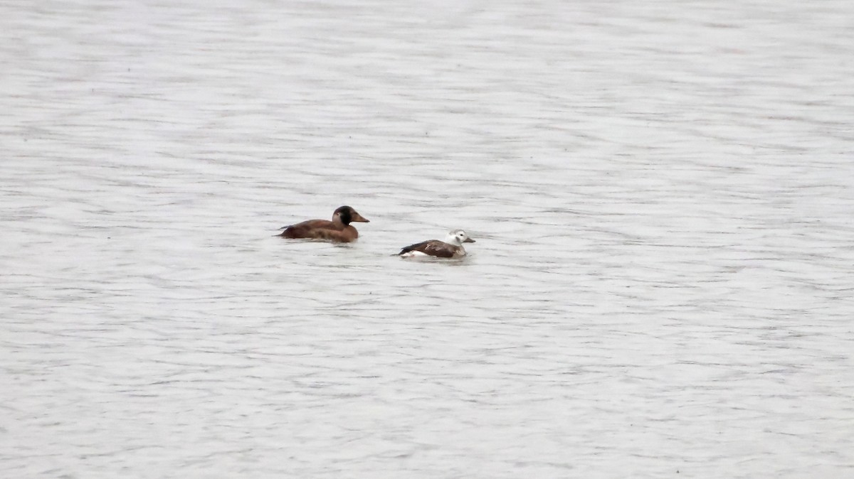 Long-tailed Duck - Rob Francis