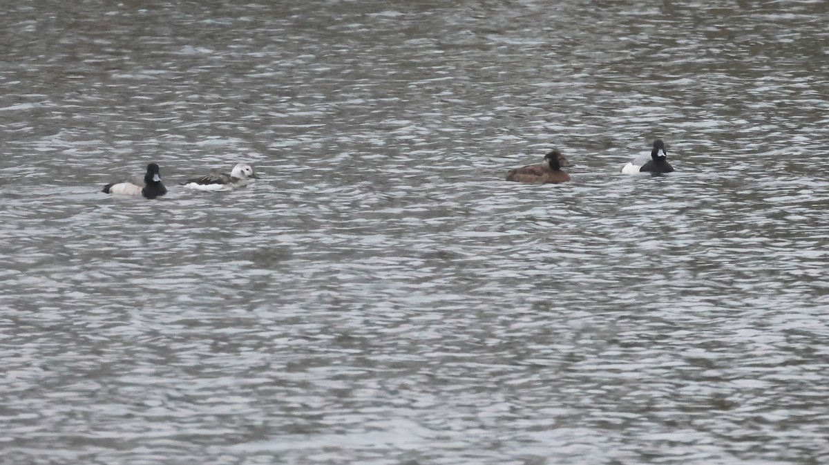 Lesser Scaup - ML612764551