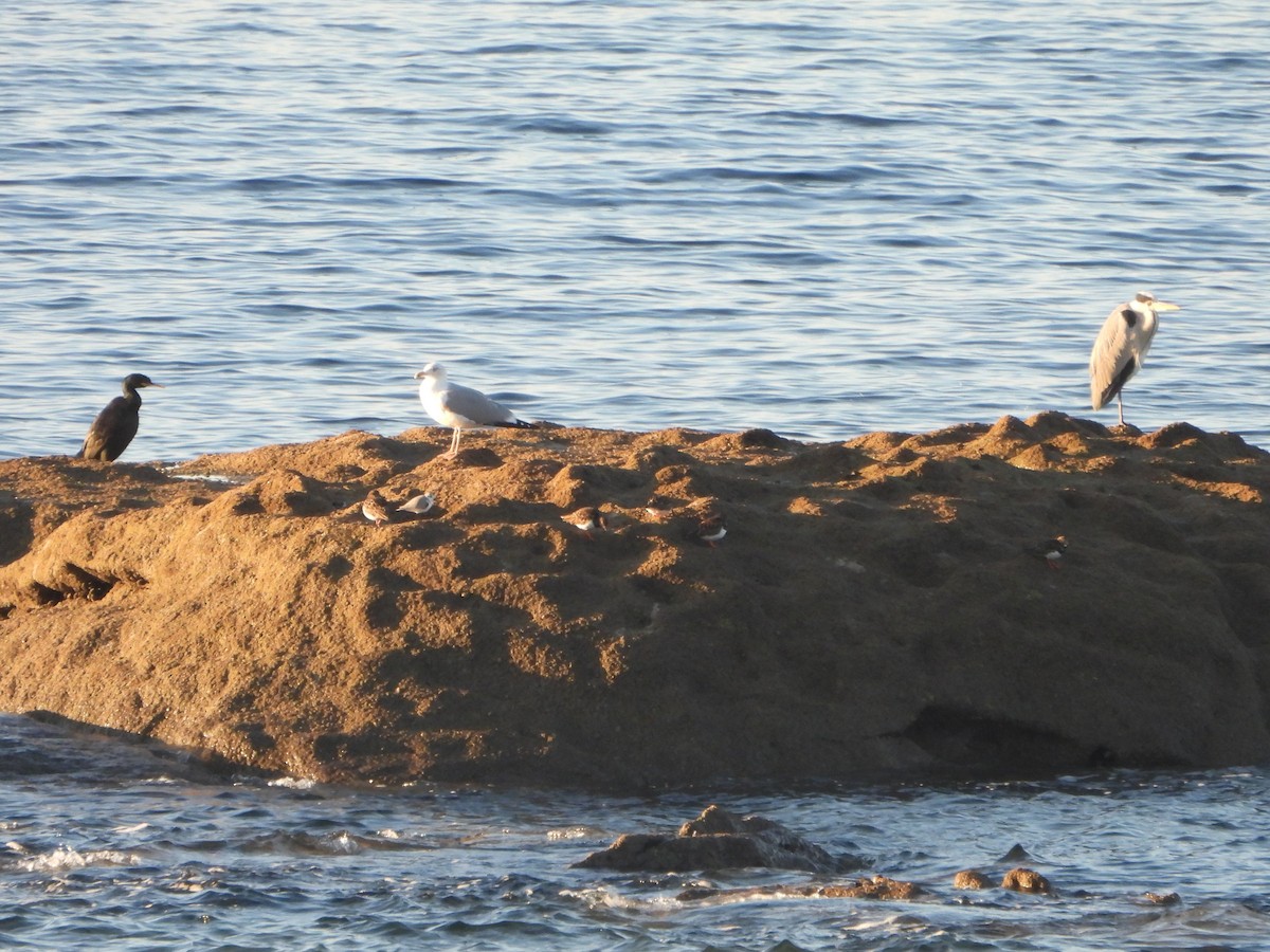 Cormorán Moñudo - ML612764554