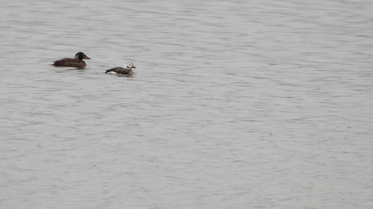 Surf Scoter - ML612764562