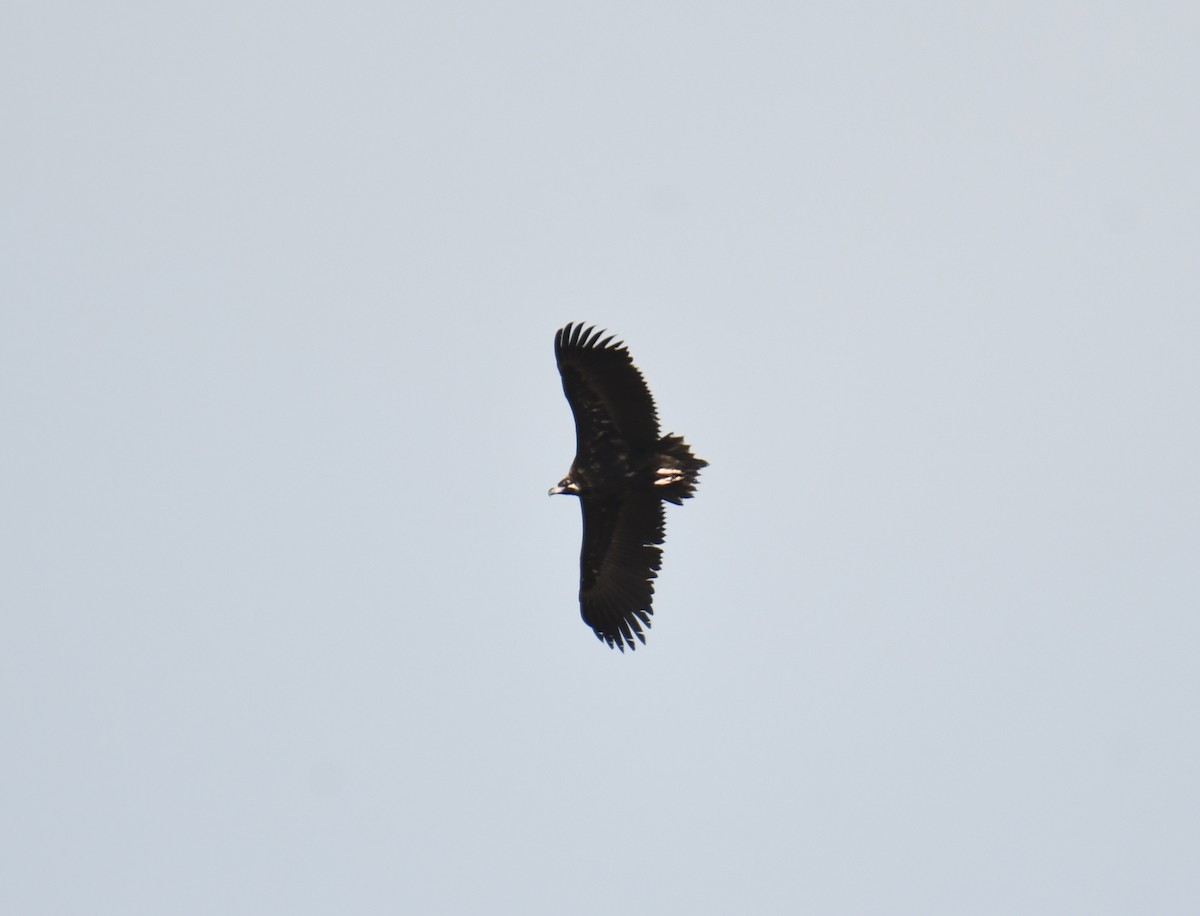 Cinereous Vulture - ML612764590