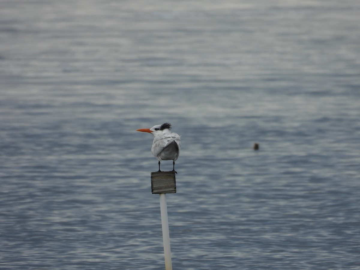 Royal Tern - ML612764606