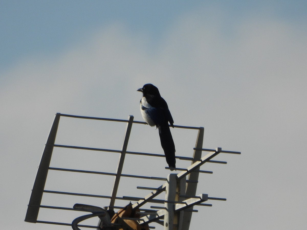 Urraca Común - ML612764608