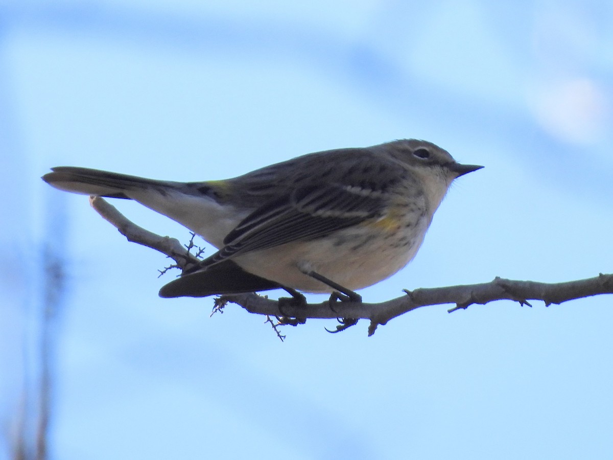 Yellow-rumped Warbler - ML612764688