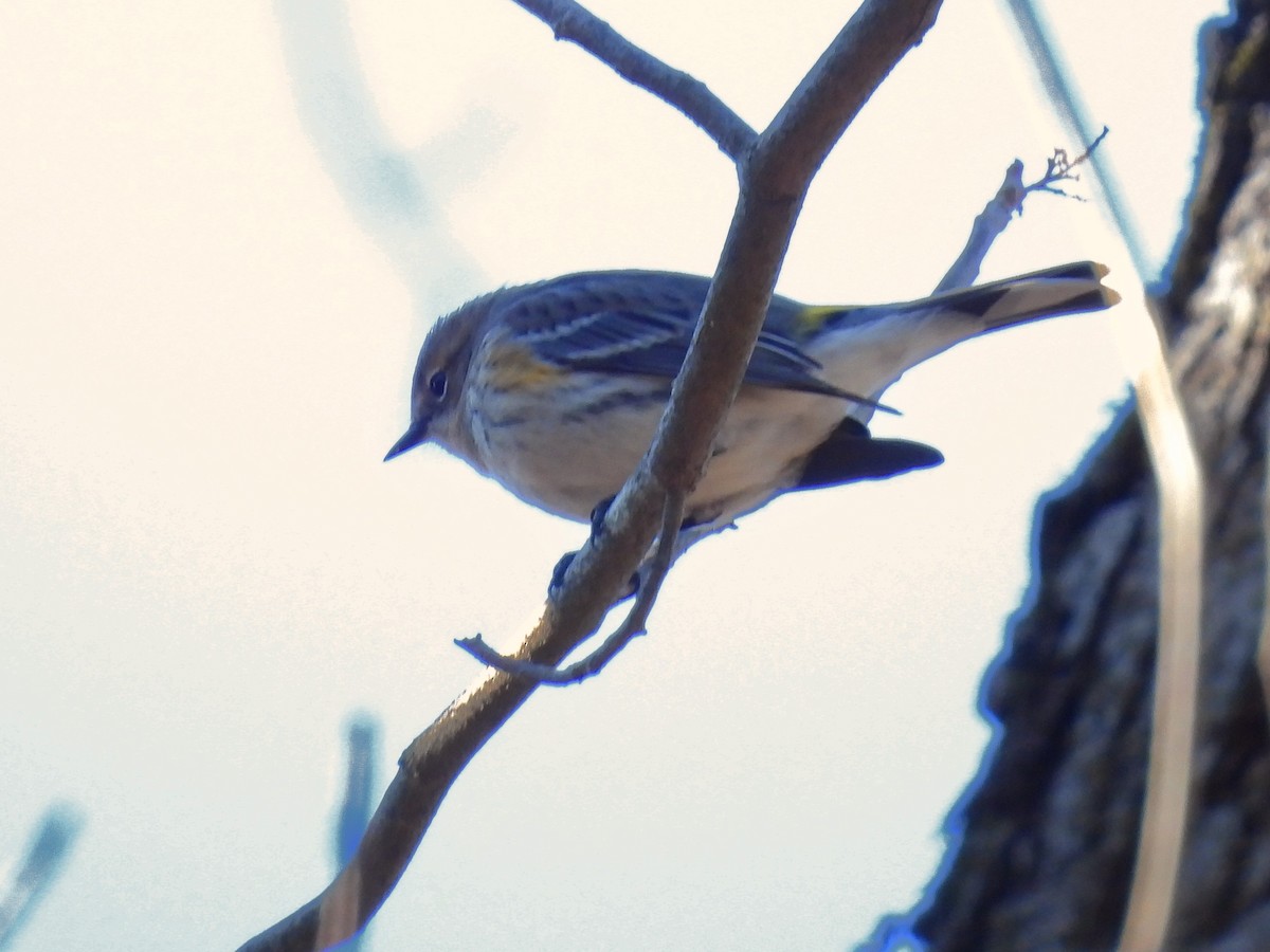 Yellow-rumped Warbler - ML612764689